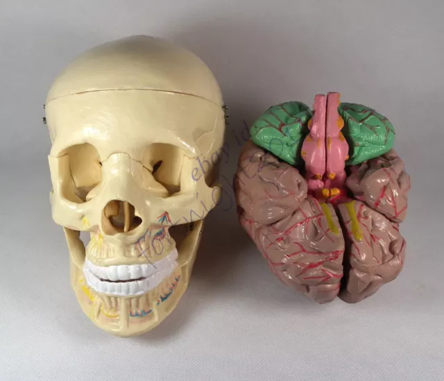 Human Skull brain teeth Anatomy Medical Model & Bones LifeSize teaching educatio