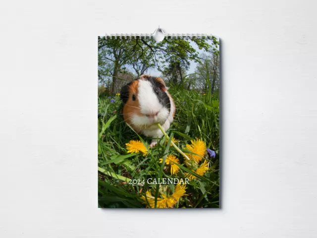 Guinea Pig Calendar 2024 | Monthly Wall Calendar, A4 | Hanging Calendar