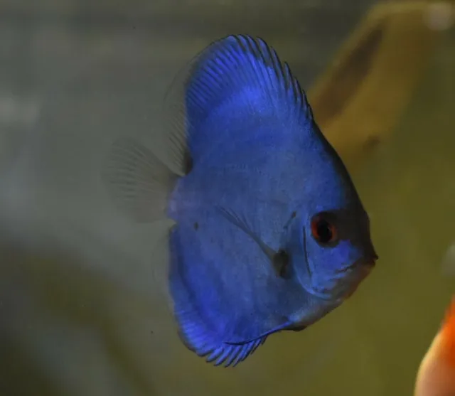 Live Blue Diamond Discus (2.5" Freshwater Aquarium Fish) *PLS READ DESC*