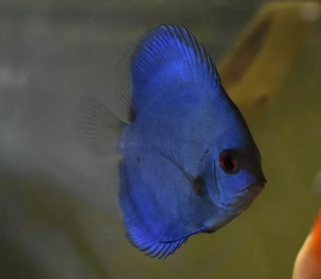 Live Blue Diamond Discus (2.5" Freshwater Aquarium Fish) *PLS READ DESC*