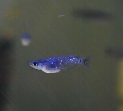 Live Black Medaka Rice Fish (Pack of 3 Adult Size Aquarium Fish) *PLS READ DESCR