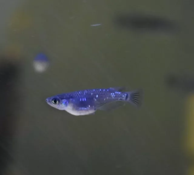 Live Black Medaka Rice Fish (Pack of 5 Freshwater Aquarium Fish) *PLS READ DESCR