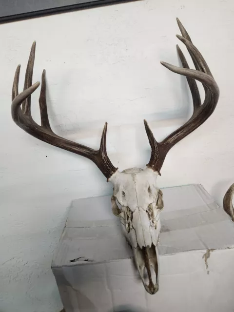 5 X 5 Whitetail Deer Antlers With Skull Taxidermy Arts & Crafts Home Decor