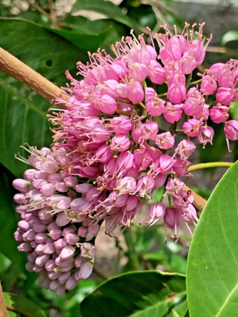 Melicope elleryana - Pink Euodia / Pink Flowering Doughwood - 25 seeds