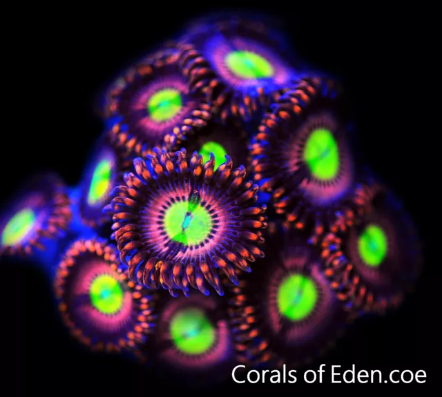 CORALS OF EDEN ~ Pink Hippos Zoanthid Coral Frag - Live Coral for Sale LPS SPS
