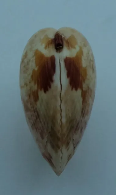 Seashell Cockles Acrosterigma biradiatum