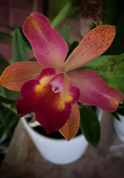 Rlc Cecilia Chavarria Cattleya Orchid Plant in 2.5" pots