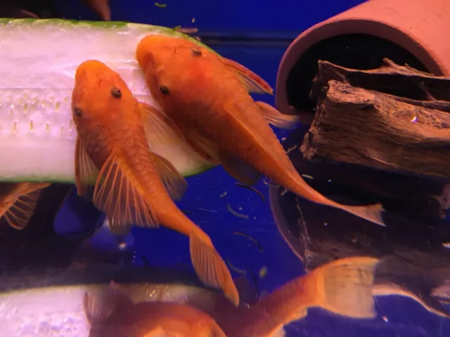 SUPER RED Bristlenose Pleco 1-3/4 inch+ (2 Pack) Bushynose SURPLUS SALE! LIVE!