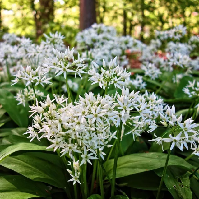 BÄRLAUCH 50 Samen ALLIUM URSINUM winterhart WALD-KNOBLAUCH seeds KRÄUTER