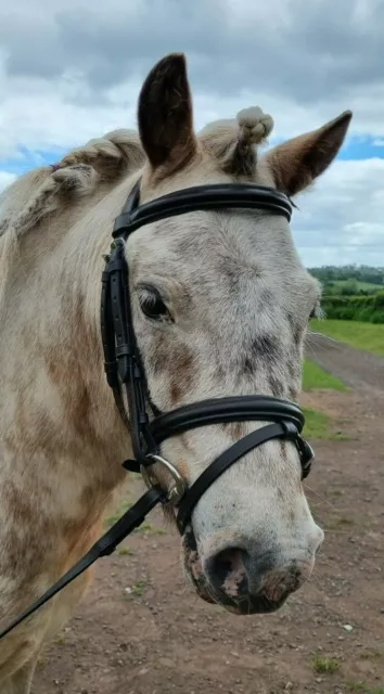 Padded Leather Bridle With Flash, Rubber Reins 6 Sizes Small Pony To Extra Full 2