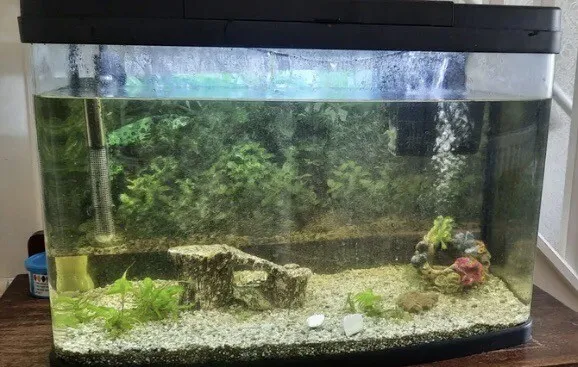 panorama fish tank 64 Litres