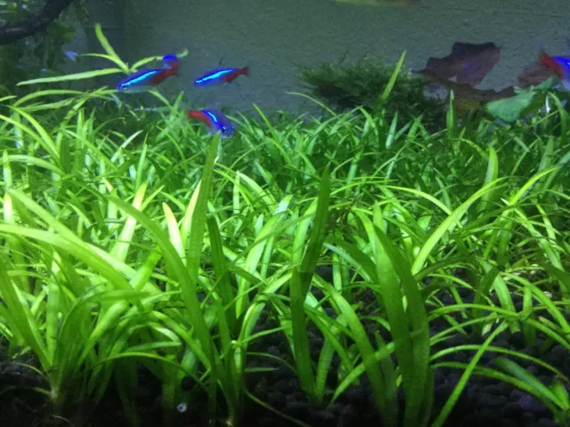 BUY 2 GET 1 FREE Dwarf Sagittaria Subulata Live Aquarium Plants