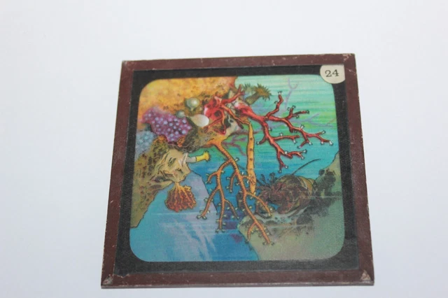 ANTIQUE COLOURED MAGIC LANTERN SLIDE SEA BED  SEA HERMIT CRAB & CORALS No 24 2