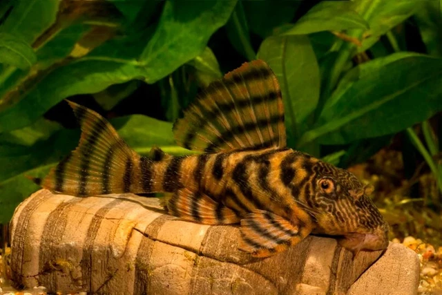 1.5" - L397 Alenquer Tiger Pleco | USA Tank Bred 2
