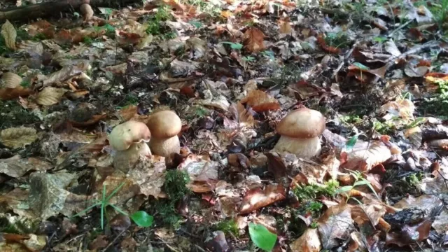 Funghi Porcini Secchi Porcini Porcini Selvatici Foraggiati 50 - 100 g 2