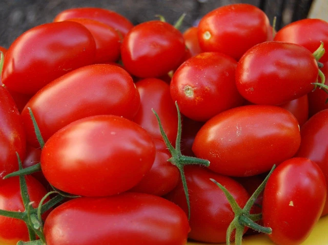 TOMATE RUSSISCHE SÜSSE Pflaume - 5+ Samen - FEIN und ERTRAGREICH! P 089 ...