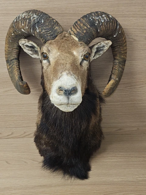 Faisan Empaillé Taxidermie - Cabinet De Curiosité - Trophée De Chasse H50 Cm - Occasion