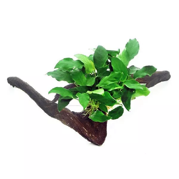 Anubias Nana sur racine