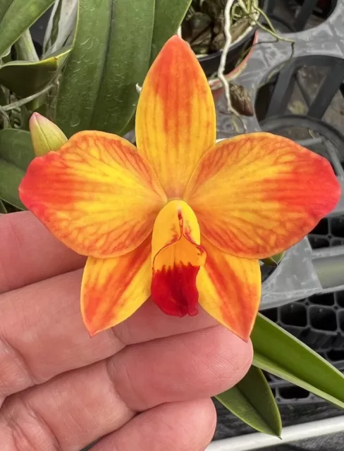 Astro Jaguar on X: Schombocatonia Mem. Louise Fuchs X. Cattleya