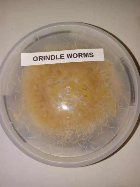 Grindle Worm mother culture- Natural live food - clean, no dirt. 1k + worms!