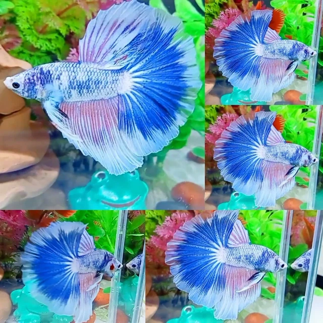 Blue Pink Pastel Halfmoon Male - IMPORT LIVE BETTA FISH FROM THAILAND
