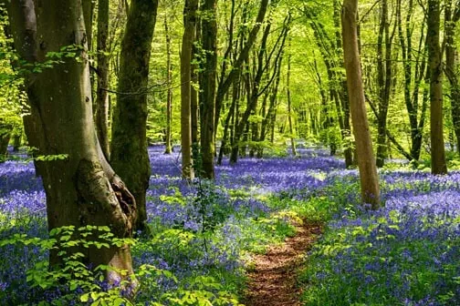 Woodlands 16Mm 500Ft Colour Sound Documentary Film