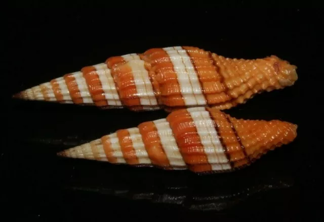 Seashells Vexillum citrinum RIBBED MITER 36 & 47mm F+++/GEM Superb Marine Specie