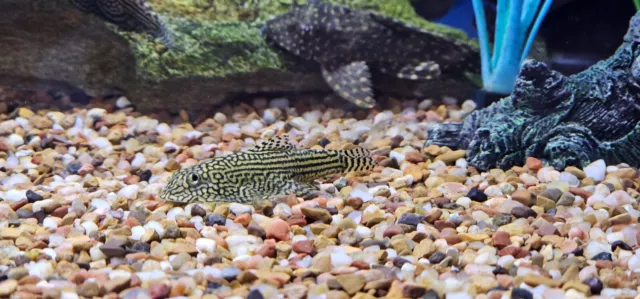 Hillstream UFO Reticulated Loach, size 1.25" - 1.5"