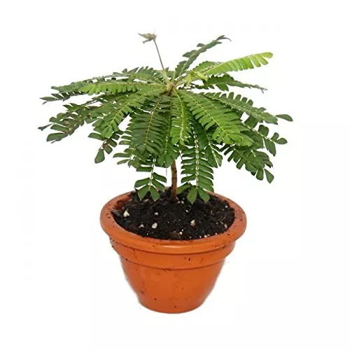 Biophytum sensitivum (Jurassic Sensitive Plant)(10+ Seeds) RARE, Canada, 2024 2