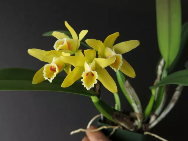DO - Cattleya luteola 4n x self, Orchid species, mini, rare!