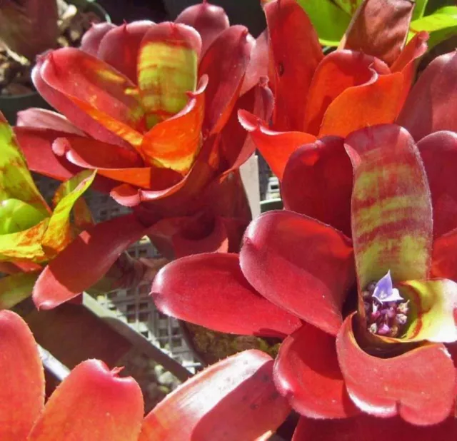BROMELIAD Neoregelia Vinzant's TIKI TORCH Colorful Small Grower! Offset