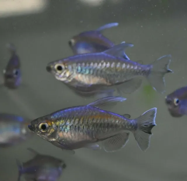 Live 1.5" Congo Tetras (Pack of 3 Freshwater Aquarium Fish) *PLS READ DESCR*