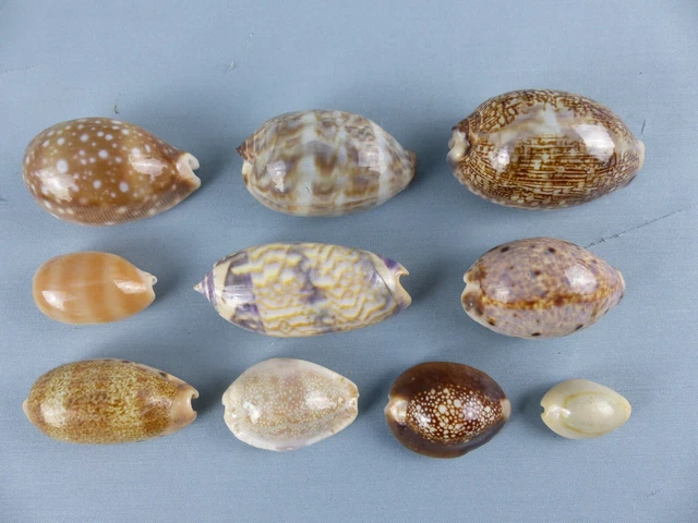 Couronne/bandeau Tête En Coquillages Cowrie Chula Vintage Années 70 - Occasion Parfait état