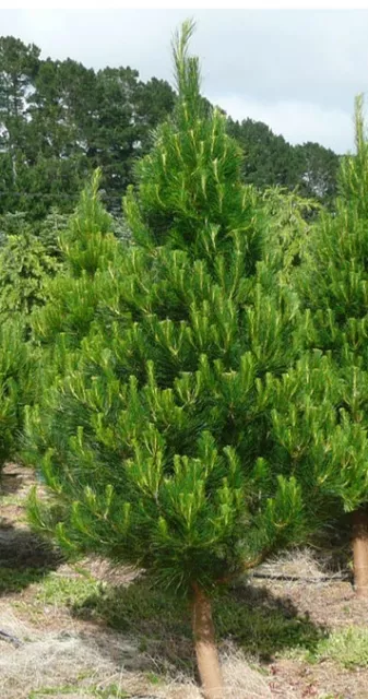 Monterey Pine Tree 1 x PLANT Seedling Tubestock Pinus radiata