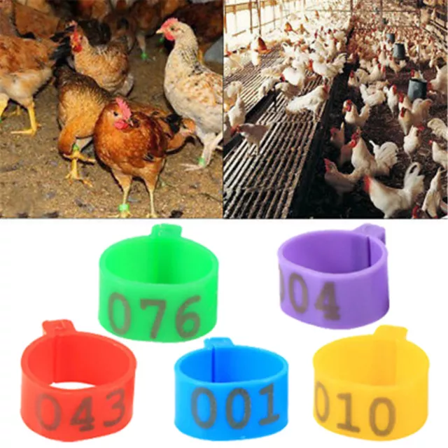 100X 16mm Clip On Leg Band Rings for Chickens Ducks Hens Poultry Large Fow:bj
