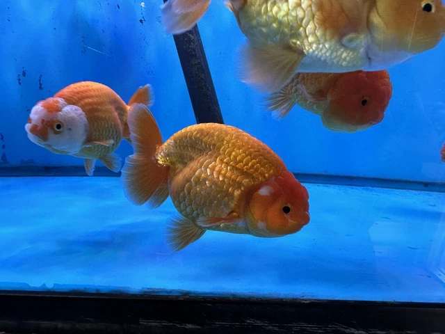 Large Ranchu Gold/Orange  5-5.5" FREE TWO DAY SHIPPING