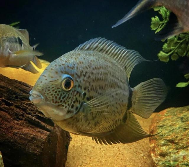 1 Turquoise Severum - 1” - Unsexed - Beautiful Severum Cichlid