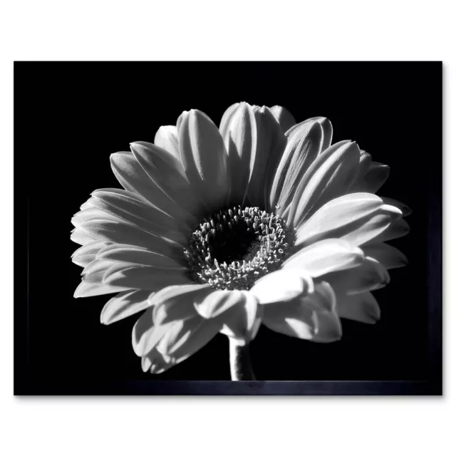 Black White Gerbera Flower Bloom 12X16 Inch Framed Art Print