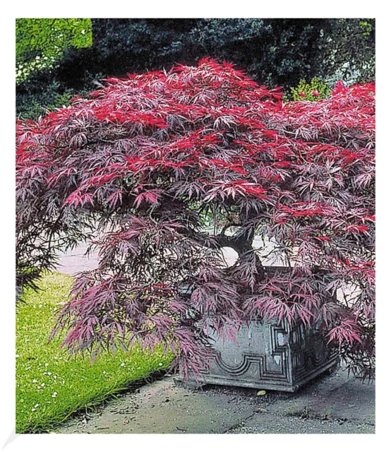 Japanischer Ahorn 'Burgund', 1 Pflanze Acer palmatum