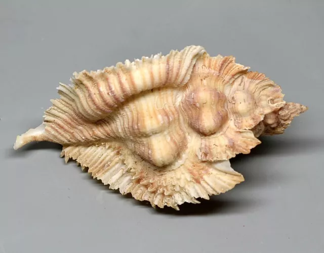 Conchiglie-Pterynotus miyokoae 57.3 mm. seashell- Filippine