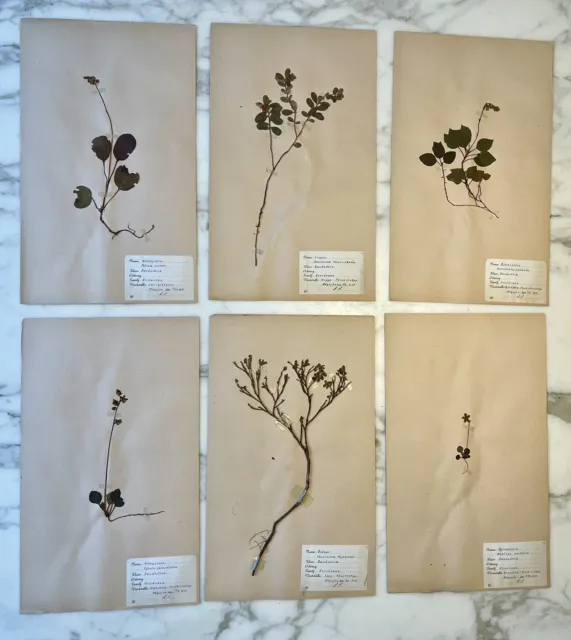 Set Of 6 Rare vintage Swedish Herbarium Pressed Flowers From 1950 ’s