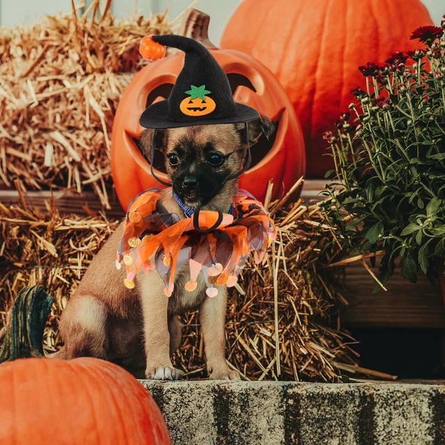 1 Set Halloween Haustierkostüm Lustige Katzenhut Katzenhund Schal Dekorative 11
