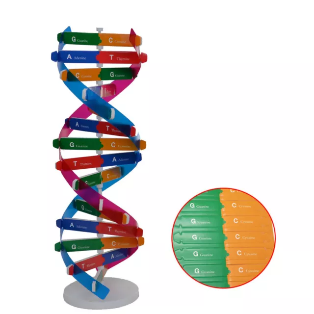 Kit de proteínas de decoración modelo de ADN para estudiantes juguete educativo cuerpo humano