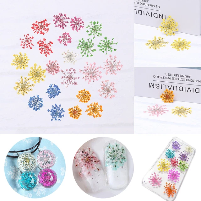 Suministros de fiesta flor verdadera Ammi Majus flor hecha a mano planta prensada seca
