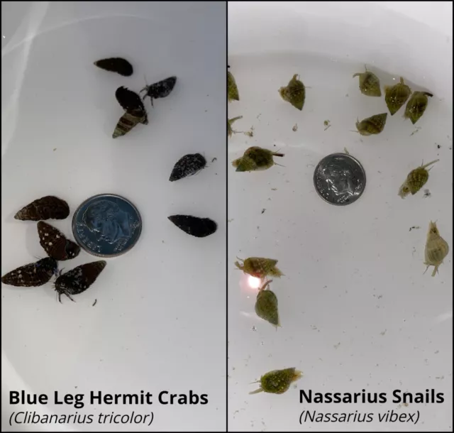 50 Saltwater Blue Leg Crabs & 50 Nassarius Snails (OVERNIGHT SHIPPING)
