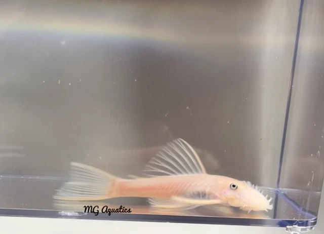 Snow White Bristlenose Pleco 3.75 inch Male