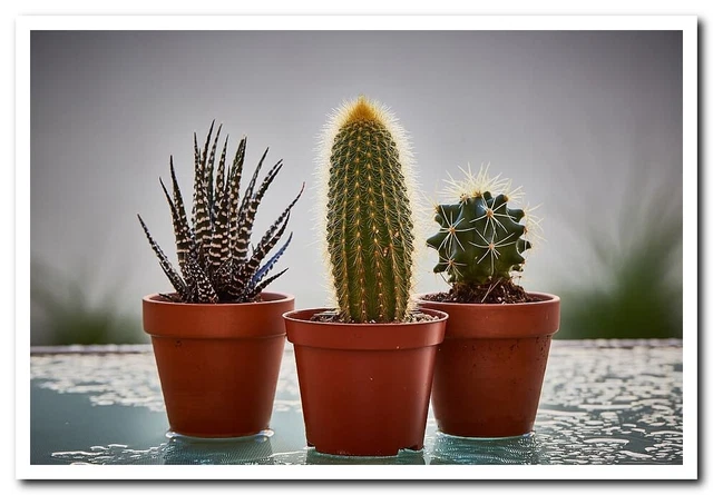 cactus pots garden plants cacti botanical Postcard