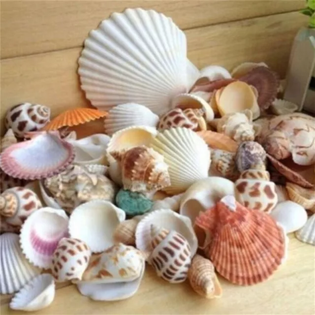 100g Beach Mixed SeaShells Mix Sea Shell Shell Craft SeaShells Aquarium De  CR
