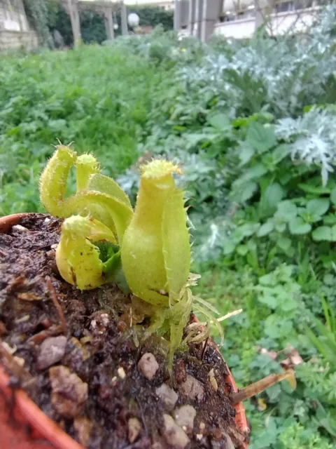 Pianta carnivora Nepenthes Truncata Intermedia Carnivorous plants