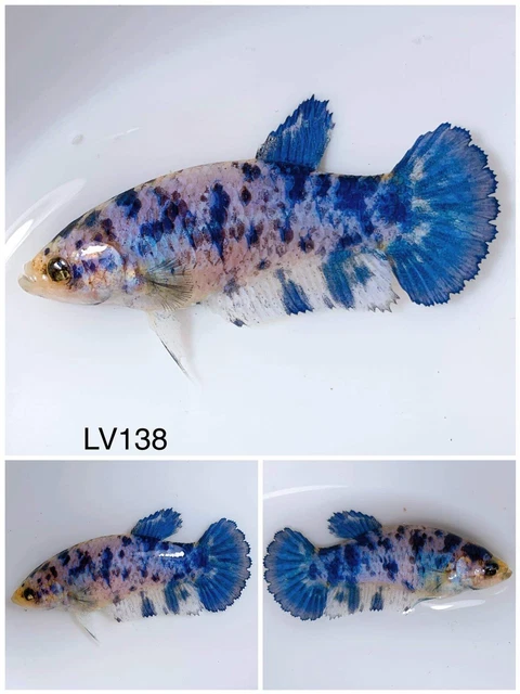 Betta Live Fish Female Marble HMPK LV138 Ask Seller Shipping Cost Before Buy